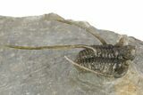 Multi-Toned Leonaspsis Trilobite With Spiny Cyphaspis #323479-5